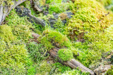 Bright textured surface of multi-colored natural mossの写真素材
