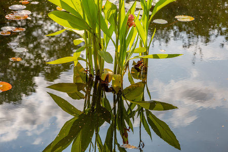 Green leafy plant reflection in muddy waterの写真素材
