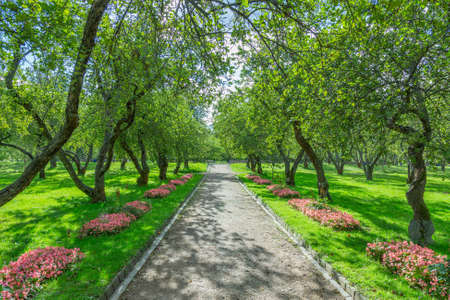 A path for pedestrians to walk in a modern green city park in the summer daytimeの写真素材
