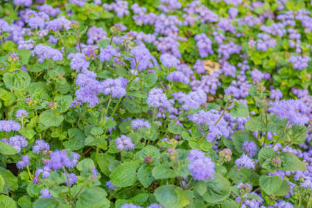 Bright autumn flower bloomed in a botanical gardenの写真素材