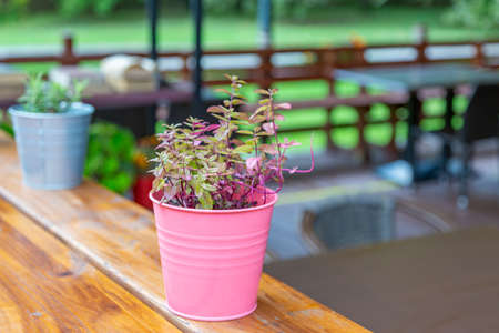 A small garden pot with a growing bright flower on a summer dayの写真素材