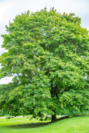 Bicentennial deciduous tree in a city park during the day
