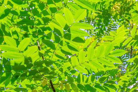 Close to a thick juicy leaf of an exotic plant in a greenhouse