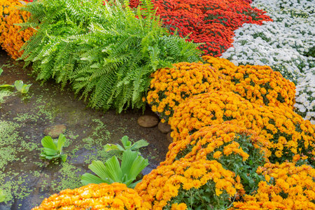Bright autumn flower bloomed in a botanical garden