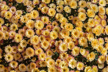 Bright autumn flower bloomed in a botanical garden