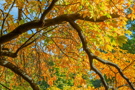 Colorful tree branches with bright foliage in golden autumn seasonの写真素材