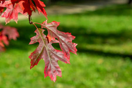 Autumn red color of the deciduous maple tree of the family Acereaeの写真素材