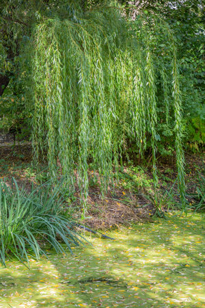 Perennial deciduous weeping willow by an abandoned pond on a summer day