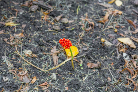 Green stem of Arum Italikum with bright red berries