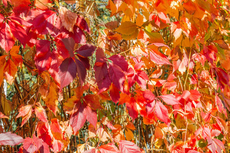 Colorful tree branches with bright foliage in golden autumn season
