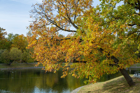 Colorful tree branches with bright foliage in golden autumn season