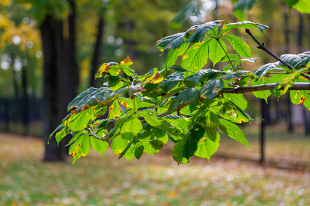 Colorful tree branches with bright foliage in golden autumn season
