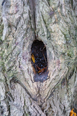 The textured surface of the bark of the old perennial deciduous treeの写真素材