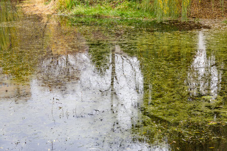 The tree is reflected in the water surface of the pond in the park