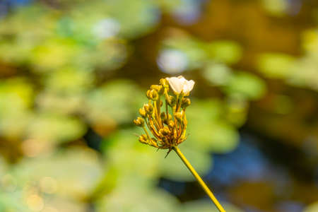 Bright autumn flower bloomed in a botanical gardenの写真素材