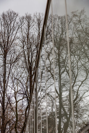 The tree is reflected in the glass surface of the building wall