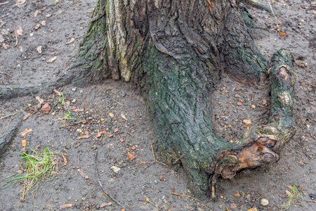 Unusual root of a deciduous perennial tree and dry fallen autumn leaves