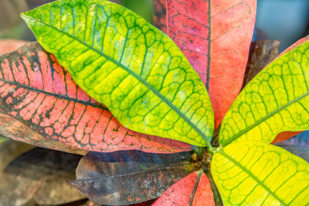 Close to a thick juicy leaf of an exotic plant in a greenhouseの写真素材