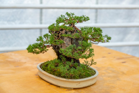Miniature plant grown in a tray according to Japanese bonsai traditionsの写真素材