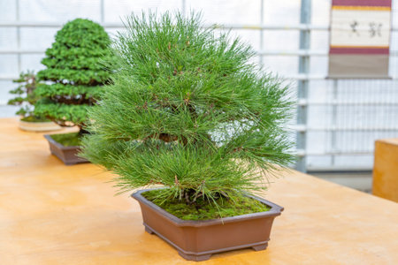 Miniature plant grown in a tray according to Japanese bonsai traditionsの写真素材