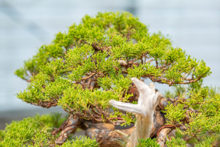 Miniature plant grown in a tray according to Japanese bonsai traditionsの写真素材