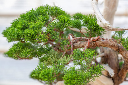 Miniature plant grown in a tray according to Japanese bonsai traditions