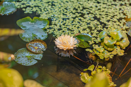 Fresh bright petals of the water lily bud at the moment of early flowering