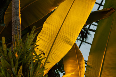 Close to a thick juicy leaf of an exotic plant in a greenhouseの写真素材