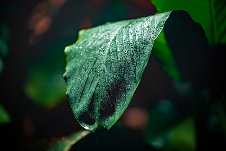 Close to a thick juicy leaf of an exotic plant in a greenhouse