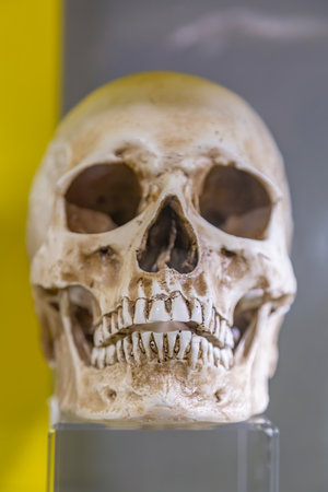 Zelenogradsk, Russia - January 16, 2021: One of the original exhibits of the exposition of the Museum of Skulls and Skeletonsのeditorial素材