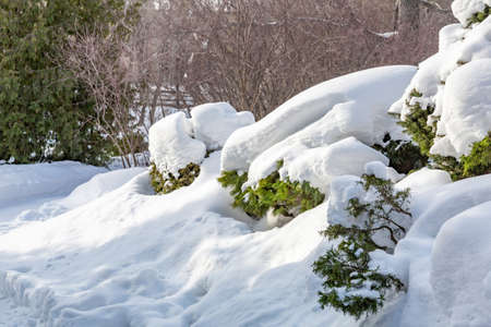 Green snow-covered branches of tree during a winter snowfallの写真素材