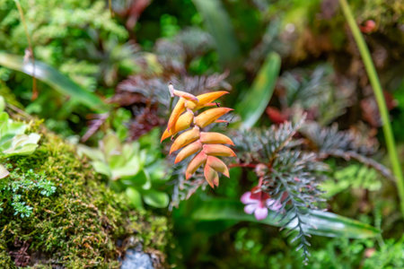 Bright summer flower bloomed in a botanical greenhouse