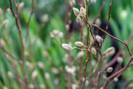 A pussy-willow branch with a blossoming bud. Woody plant of the Salicaceae family. Easter symbol in...