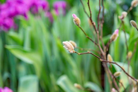 A pussy-willow branch with a blossoming bud. Woody plant of the Salicaceae family. Easter symbol in...
