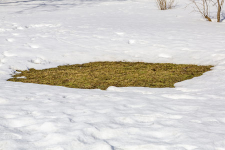 A little green grass on a snow-covered lawn at the edge of the forest
