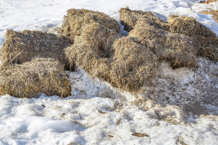 Dry straw and grass stalks on an agricultural farm for livestock feedの写真素材