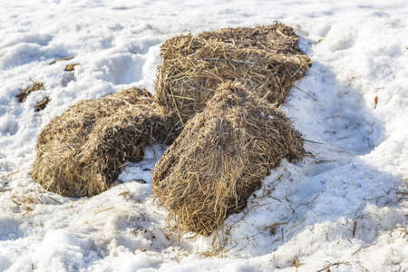 Dry straw and grass stalks on an agricultural farm for livestock feedの写真素材