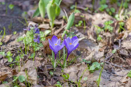 Beautiful bright spring flower bloomed in botanical gardenの写真素材