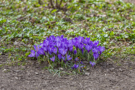 Beautiful bright spring flower bloomed in botanical garden