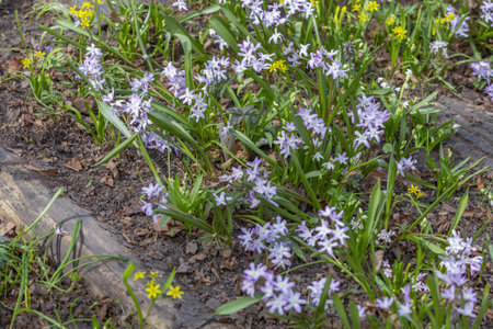Beautiful bright spring flower bloomed in botanical garden