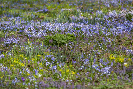 Uncultivated wild meadow with bright spring flowers and greeneryの写真素材