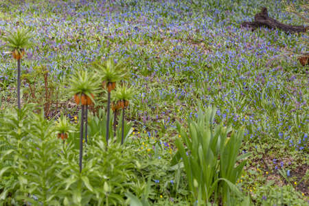 Uncultivated wild meadow with bright spring flowers and greeneryの写真素材