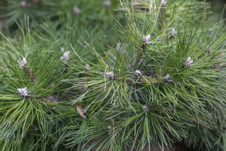 Fluffy textured leaves of evergreen coniferous tree