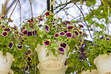 Ornamental flowerpot hanging in the backyard on a sunny summer dayの写真素材
