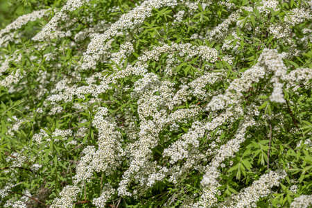 Spiraea. Deciduous ornamental shrub of the Rosaceae family. White flowers on branches during floweringの写真素材