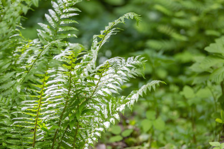 Bright green fern Polypodiophyta. A flowerless plant which has feathery or leafy fronds and...