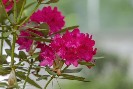Rhododendron. Shrub of the Ericaceae family. Bright spring bloom in the garden