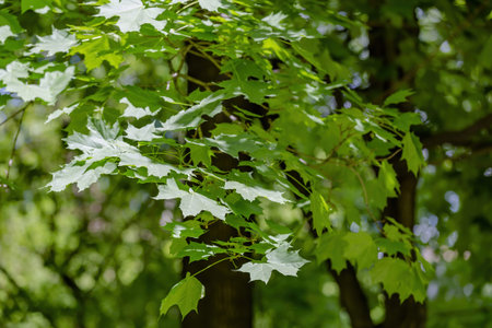 Summer green color of the deciduous maple tree of the family Acereae