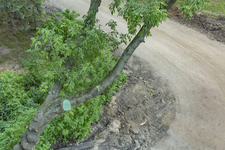Tilted trunk of perennial deciduous tree in urban environment