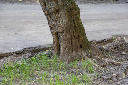 Tilted trunk of perennial deciduous tree in urban environmentの写真素材